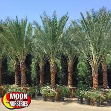 Hours may change under current circumstances Date Palm Palm Tree Moon Valley Nurseries