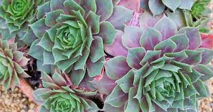 Illustration of the chicken and her little chicks. Sempervivum Care Growing Hens And Chicks The Common Houseleek