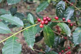 Image result for Coffea schliebenii