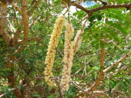 Image result for Acacia burkei