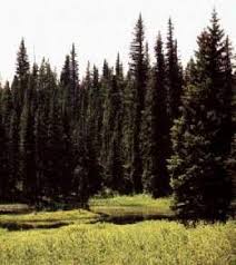 concepto, características, flora, fauna y temperatura. Taiga Ecured