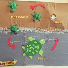 Turtle Life Cycle Craft Activity Turtle Lifecycle Ks1 Eyfs Craft Homeschool Turtle Life Cycle Life Cycle Craft Turtle Activities