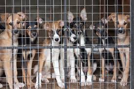 Animal shelter and rescue in near southfield, michigan. Empty The Shelters Returns This Saturday With Free Pet Adoptions The Scene