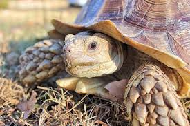 They can easily reach 20 to 30 inches in carapace (shell) length and can weigh over 200 pounds! All About The African Sulcata Tortoise Owlcation