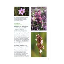 Image result for Brachycorythis pleistophylla