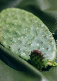 Wastewater treatment making it appropriate for regions of the world, where cactus is. Vegan Leather Made From Cacti Materialdistrict