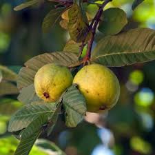 It can be also planted in pots. Red Malaysian Guava Trees Buy At Nature Hills Nursery