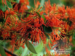 Maybe you would like to learn more about one of these? Embothrium From Burncoose Nurseries