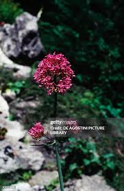 Image result for Valerianaceae