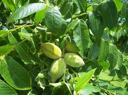 Juglans Cineria Butternut Tree Butternut Tree Vines