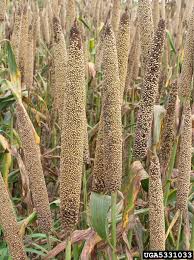 Image result for Cenchrus americanus