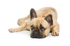 French bulldog puppy training timeline: French Bulldog Breathing Problems Things To Know