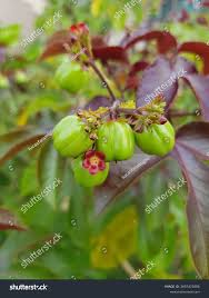 Image result for Jatropha gossypiifolia