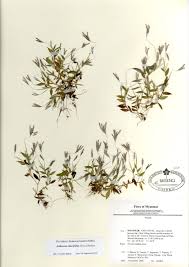 Image result for Arthraxon lancifolius