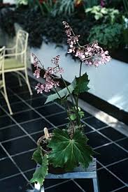 Image result for Begonia rubronervata