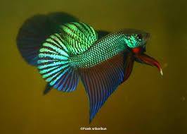 I am a renowned breeder of wild type bettas and a. Betta Fish A Lesser Popular Species That I Breed And Do Conservation For Is The Betta Smaragdina This Fish Was Bred By My Brother And Is One Of The Nicest Specimen Ive