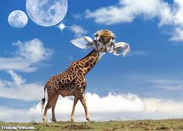 Animals Big Ears Google Search Animals Giraffe Ear