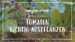 Maybe you would like to learn more about one of these? Meine Ernte Tomaten Anbauen Pflegen Ernten Und Lagern