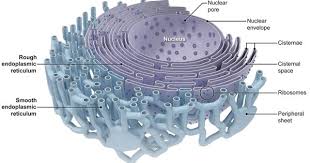 Check spelling or type a new query. Plant Life Endoplasmic Reticulum