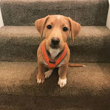 The dachshund labrador mix (also known as the dachsador, the lab weiner mix, the dachshund lab mix, the doxidor, and the weiner dog) is not a purebred dog. Jackador Guide Jack Russell Labrador Mix We Love Doodles