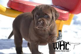 We have been raising quality puppies for many years. Labrador Puppies For Sale Mn Welcome Home Labs