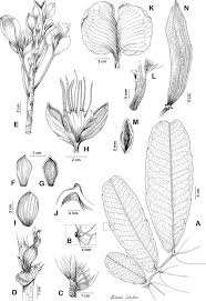 Image result for Englerodendron mengei