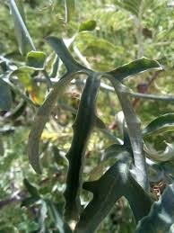 Image result for Corallocarpus welwitschii
