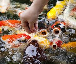 Koi Fish Feeding Tips Recommendations For Healthy Koi