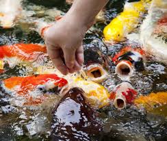 koi fish feeding tips recommendations for healthy koi