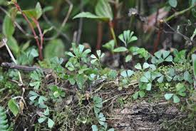 Image result for Elaphoglossum kivuense