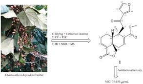 Image result for Chasmanthera dependens