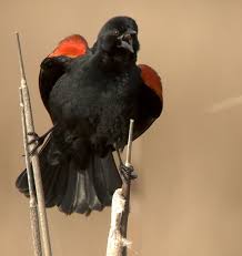 U.S. Fish and Wildlife Service