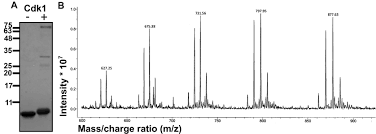 12 din hg 518/1995 privind unele drepturi si obligatii ale personalului roman trimis in strainatate pentru indeplinirea unor misiuni cu caracter temporar se precizeaza: Identification Of Cyclin Dependent Kinase 1 Specific Phosphorylation Sites By An In Vitro Kinase Assay Protocol Translated To German
