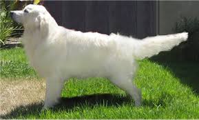 White golden retriever puppies near me. Pin On Dog