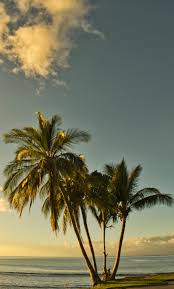 Последние твиты от maui paradise prop. Whats Your Paradise Album On Imgur