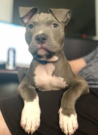 I Love His Little Chin Rolls Pitbulls In 2020 Pitbull Dog Puppy Cute Pitbull Puppies Pitbull Terrier Puppies