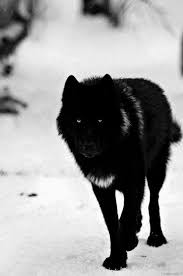 Beautiful Black And White Wolf Pictures Pin By Priscilla Kannarr On Wolf Wolf Hybrid Wolf Dog Animals