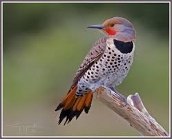Small Bird With Red Neck And Chest Northern Flicker Woodpecker Northern Flicker Colorful Birds Pretty Birds