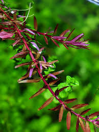 Image result for Rotala tenella