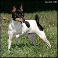 Toy Fox Terrier Puppies Toy Fox Terriers Fox Terrier Puppy Toy Fox Terrier Puppies