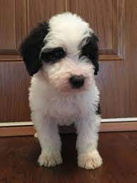 Standard And Mini Sheepadoodle Puppies For Sale Poodles 2 Doodles Sheepadoodle Puppy Sheepadoodle Puppies