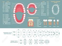 Tooth Anatomy Chart Orthodontist Human Teeth Loss Diagram Dental