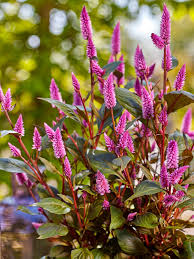 Image result for Celosia nervosa