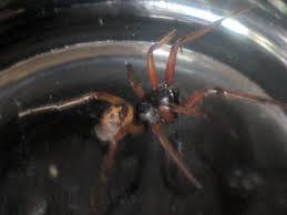 There are only four things i will kill if necessary: Mum S Terror After Finding False Widow Spider In Essex Flat Mirror Online