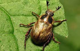 How Can I Control The Beetles That Are Eating My Garden Extension
