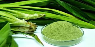 Maybe you would like to learn more about one of these? 10 Manfaat Daun Sambung Nyawa Bagi Kesehatan Salah Satunya Bantu Atasi Diabetes Merdeka Com