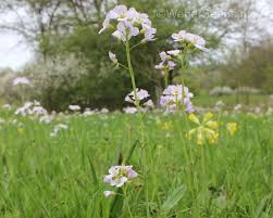 Cardamine Pratensis Cuckoo Flower