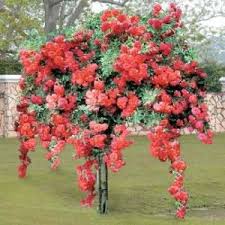 We did not find results for: Weeping Rose Tree 8211 Red 39 99 Rose Trees Weeping Trees Flowering Trees