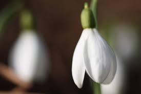 The smaller inner petals have green markings. Snowdrops