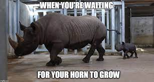 The 5 Baby Rhino Memes You Need In Your Life Right Now